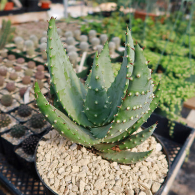 Aloe aculeata