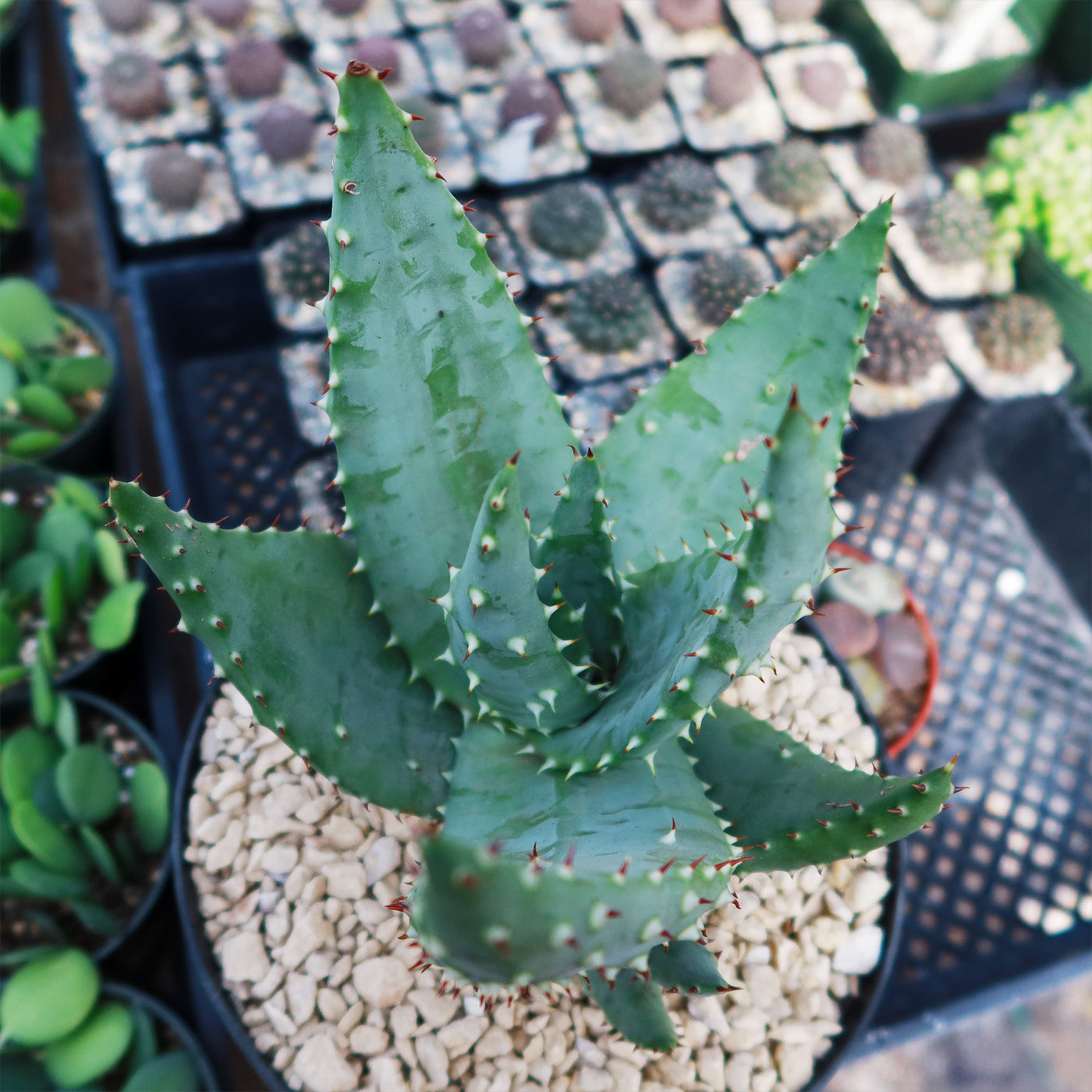 Aloe aculeata