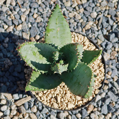 Aloe aculeata