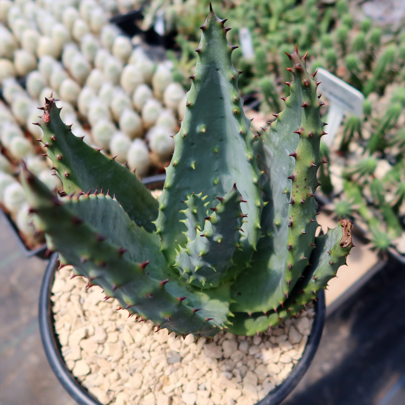 Aloe marlothii