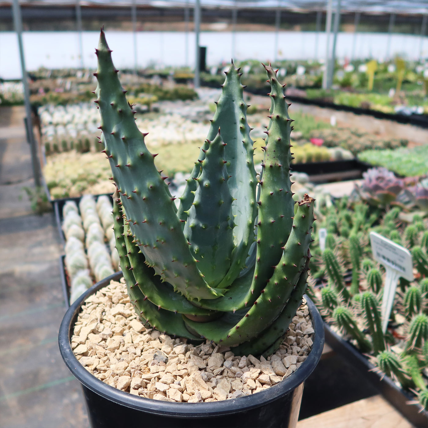 Aloe marlothii