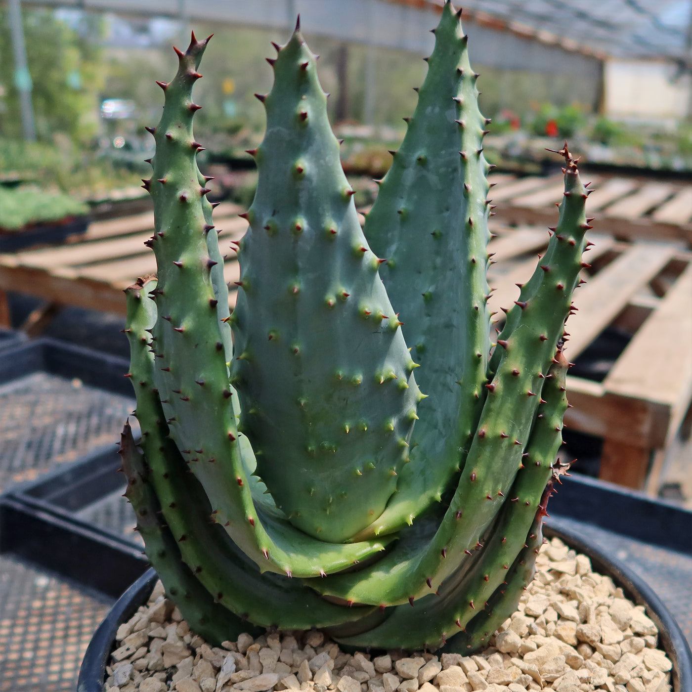 Aloe marlothii