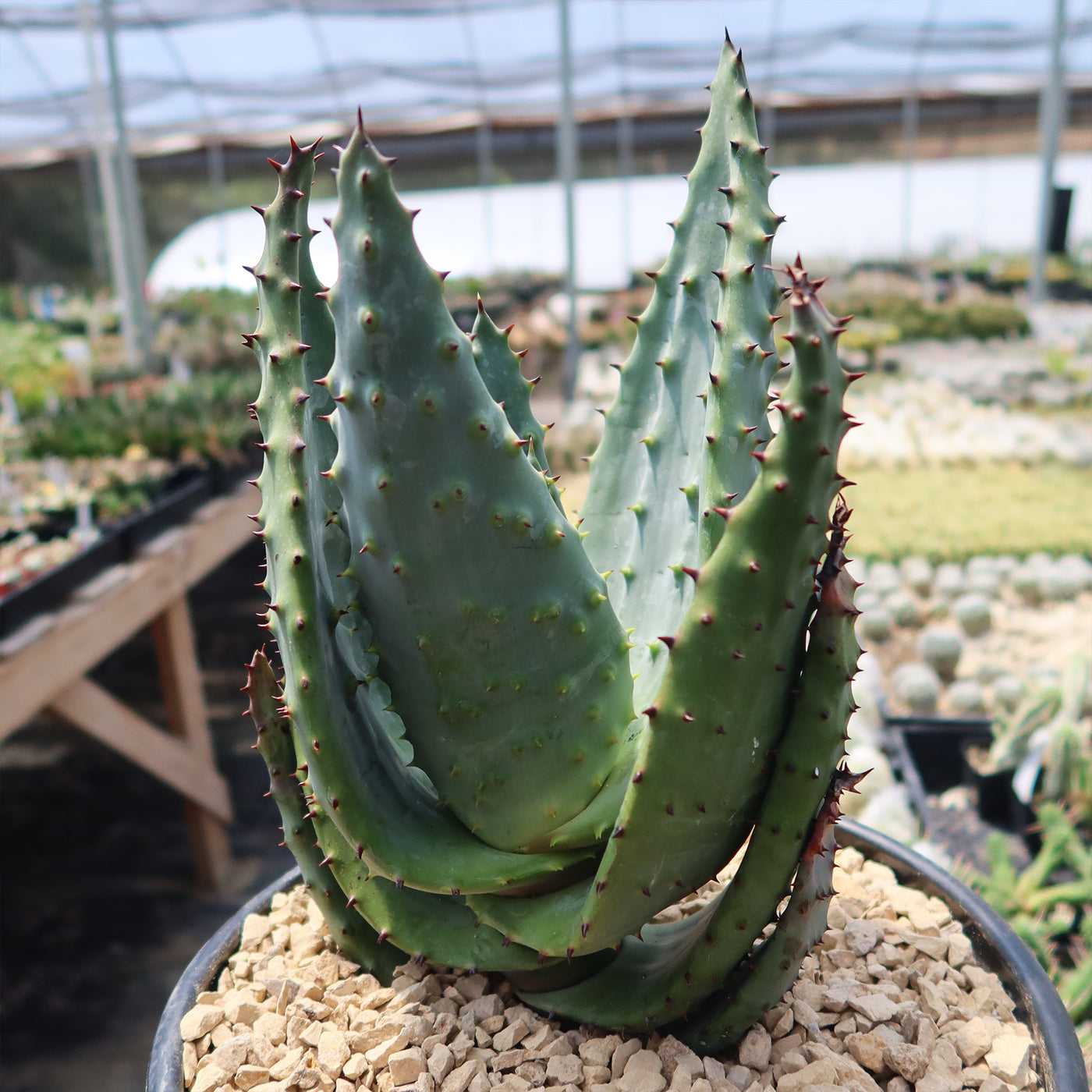 Aloe marlothii