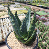 Aloe marlothii