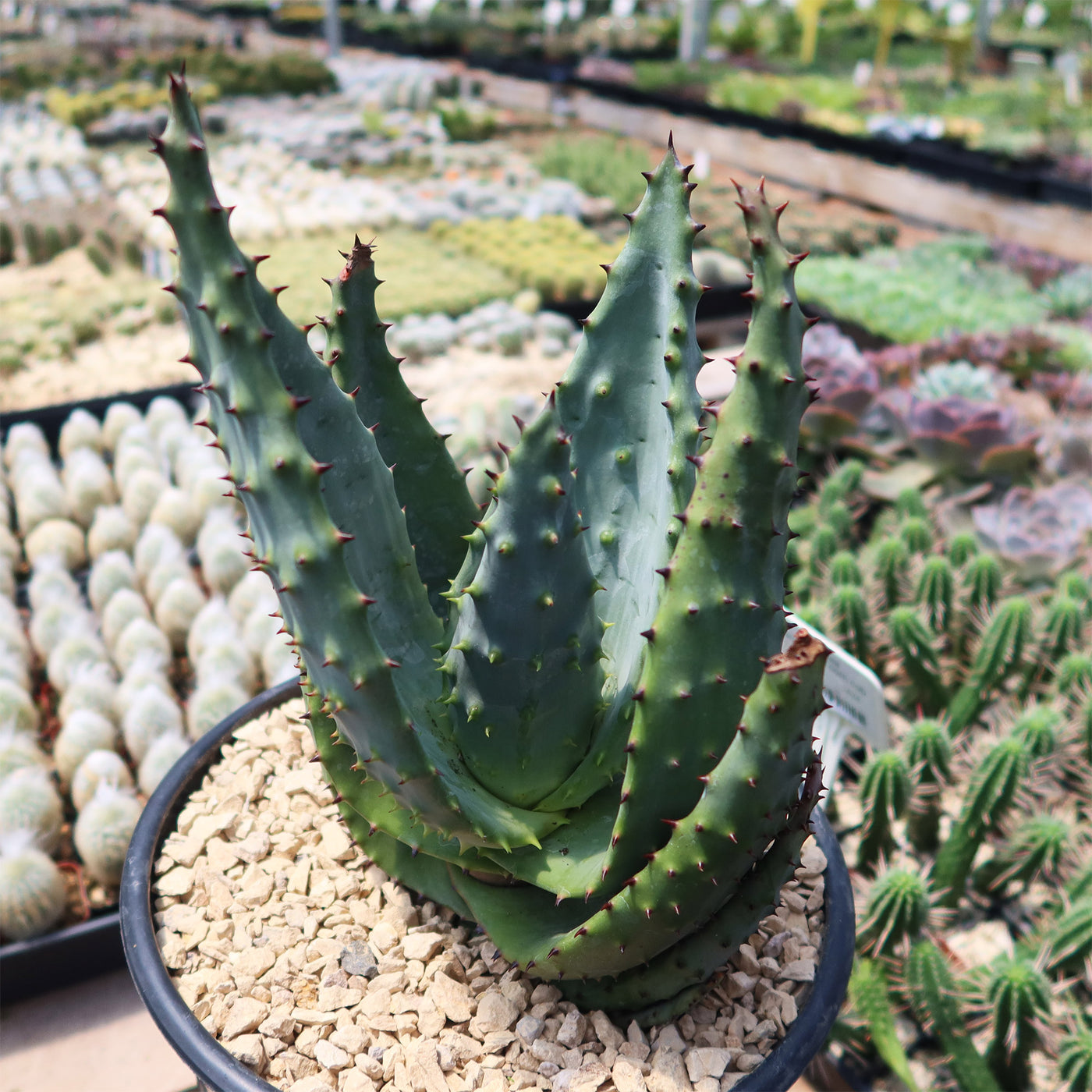 Aloe marlothii