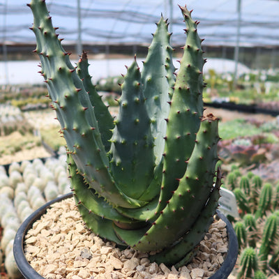 Aloe marlothii