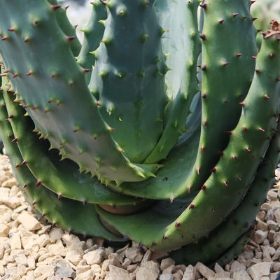 Aloe marlothii