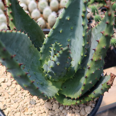 Aloe marlothii