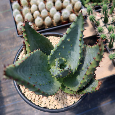 Aloe marlothii