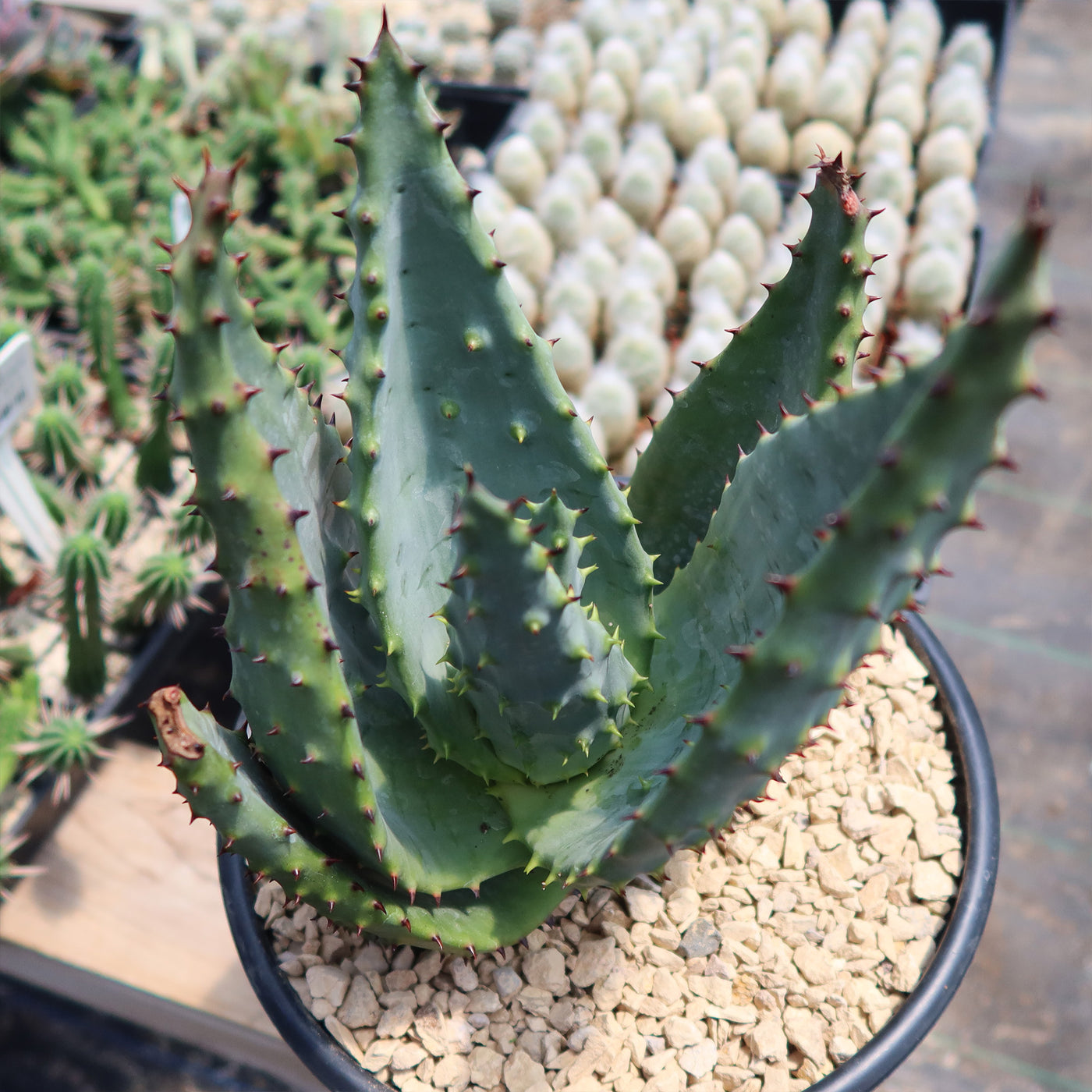 Aloe marlothii