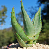 Aloe marlothii