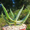 Aloe marlothii