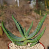 Aloe marlothii