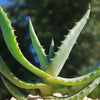 Aloe marlothii