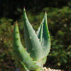 Aloe marlothii