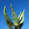 Aloe marlothii