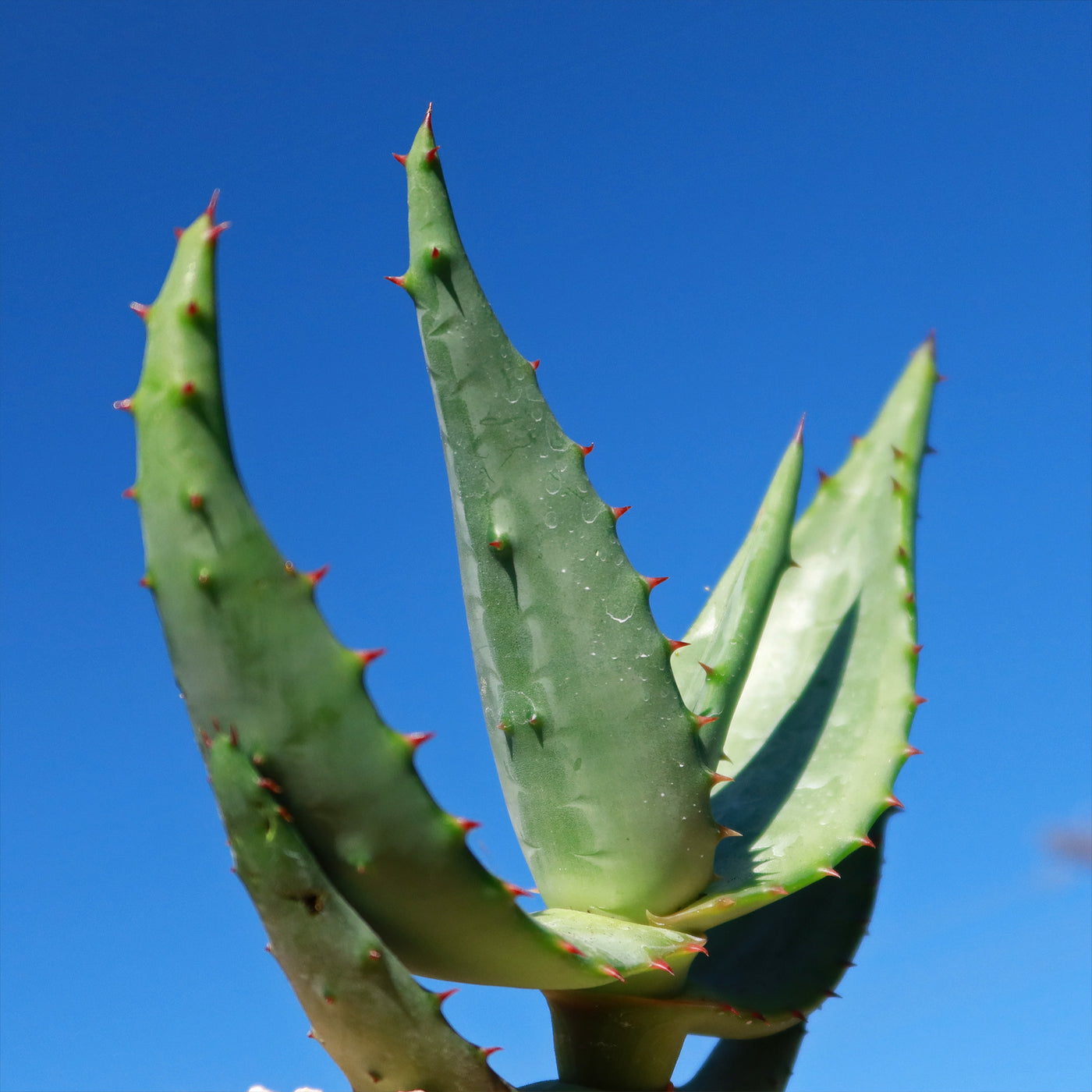aloe vera plant flat leaves Check Out Aloe Marlothii For Sale