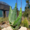 Aloe marlothii