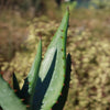 Aloe marlothii