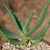 Aloe marlothii