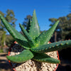 Aloe marlothii sinkatana