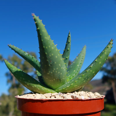 Aloe marlothii sinkatana