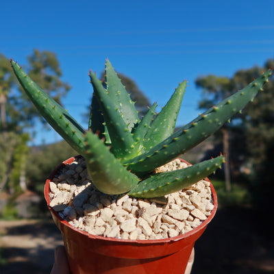 Aloe marlothii sinkatana