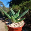 Aloe marlothii sinkatana