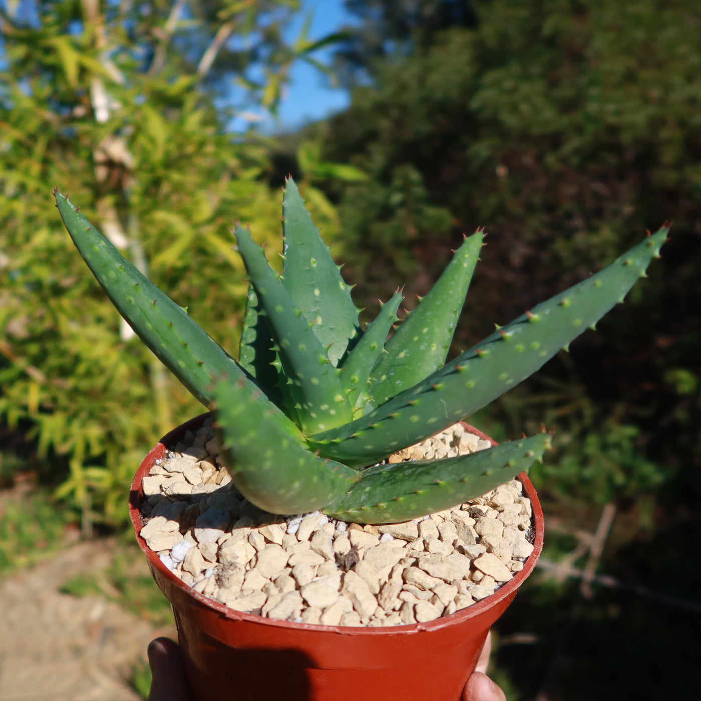 Aloe marlothii sinkatana