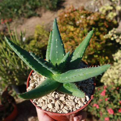 Aloe marlothii sinkatana