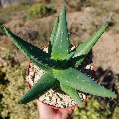 Aloe marlothii sinkatana