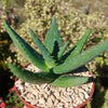 Aloe marlothii sinkatana