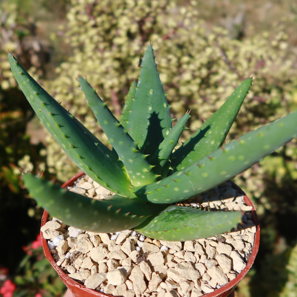 Aloe marlothii sinkatana