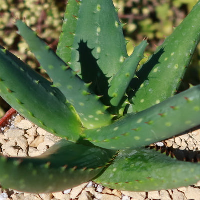 Aloe marlothii sinkatana