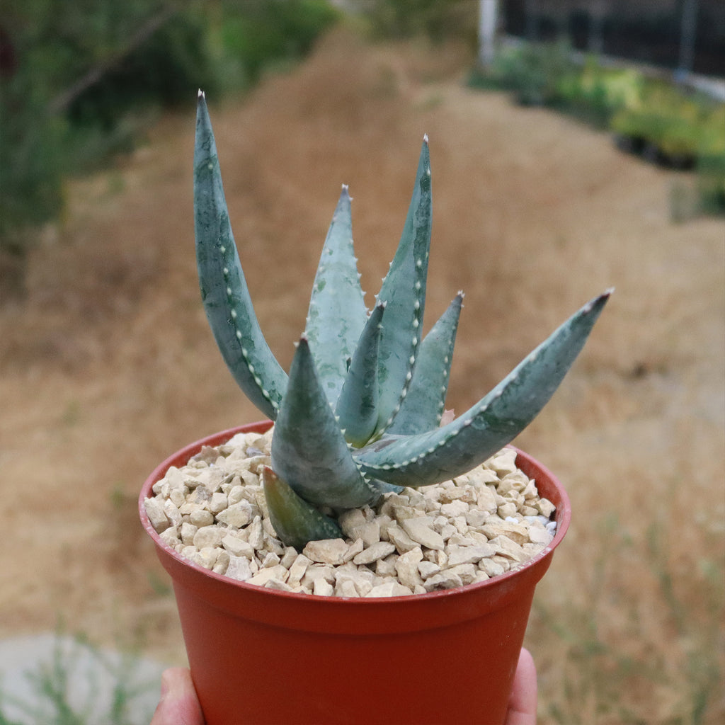 Aloe Meyeri