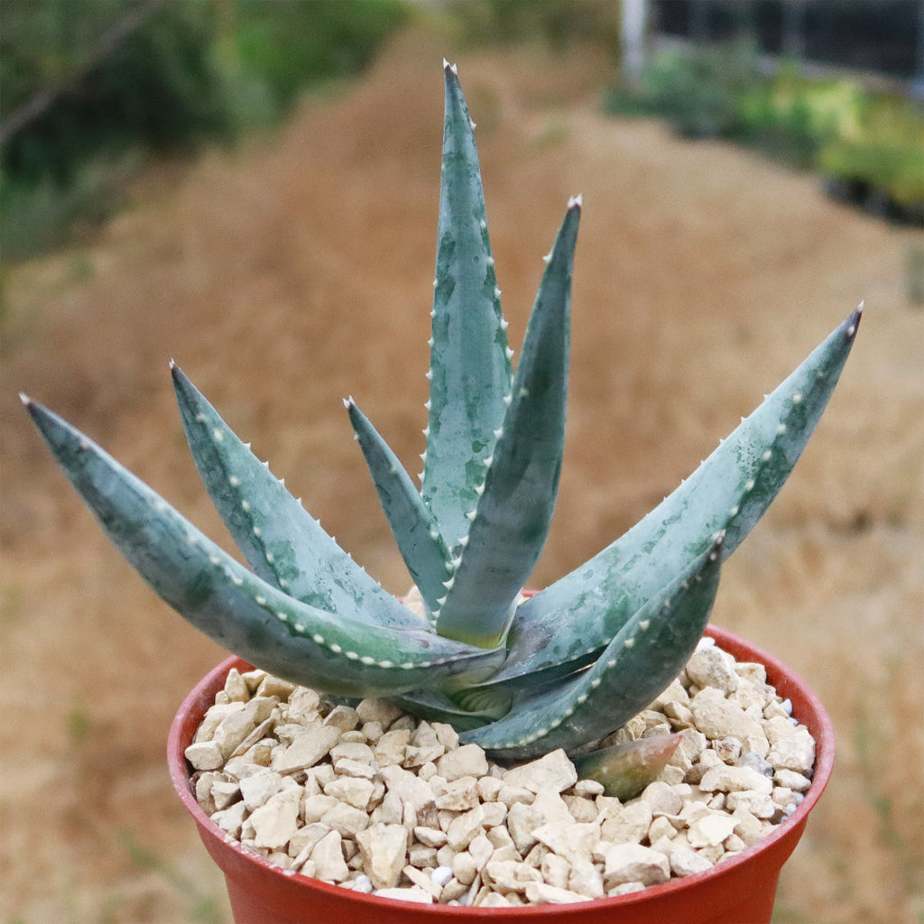 Aloe Meyeri