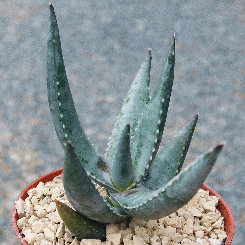 Aloe Meyeri