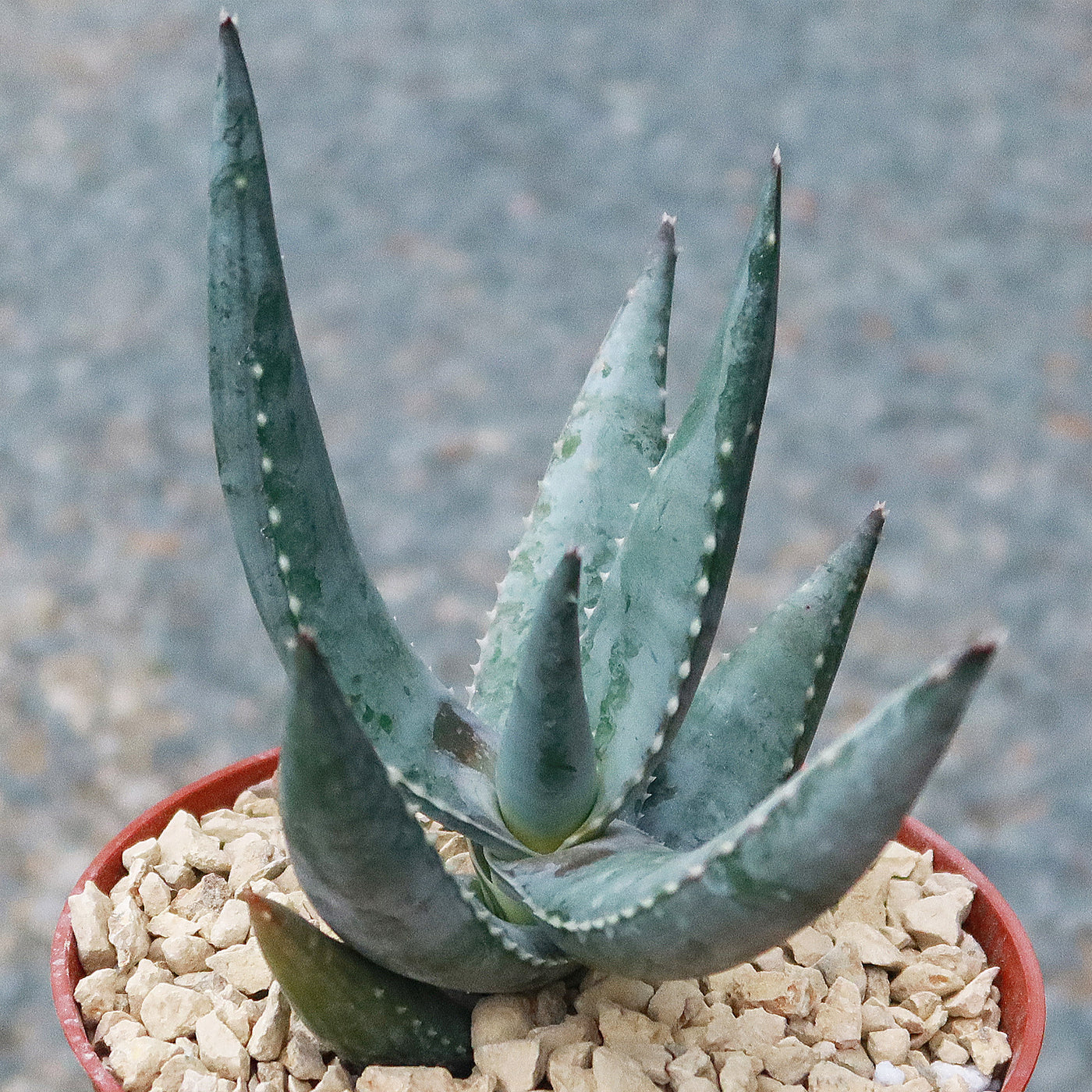 gray aloe vera plant Must-Have Aloe Meyeri Succulent | Shop Online