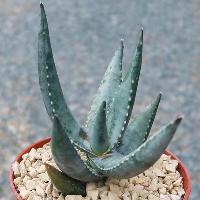 aloe vera hanging plant Must-Have Aloe Meyeri Succulent | Shop Online