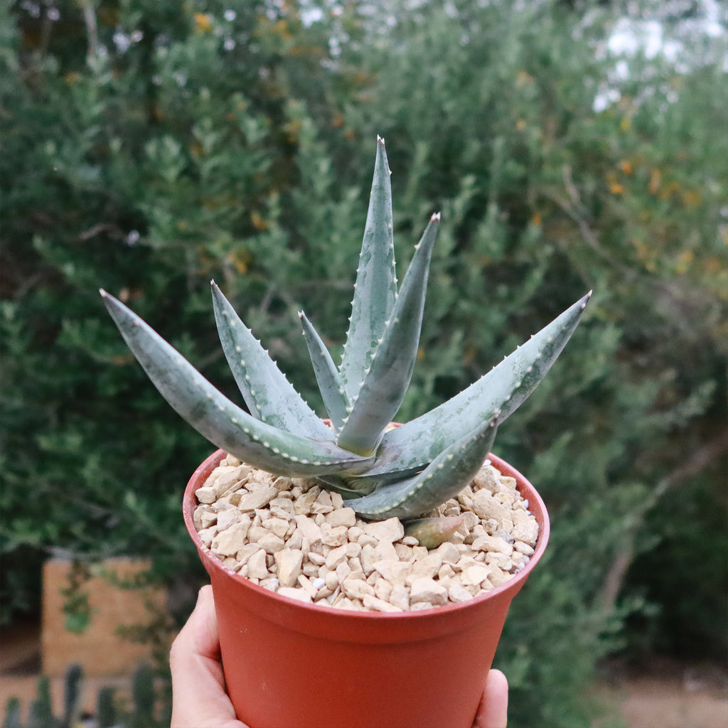 Aloe Meyeri