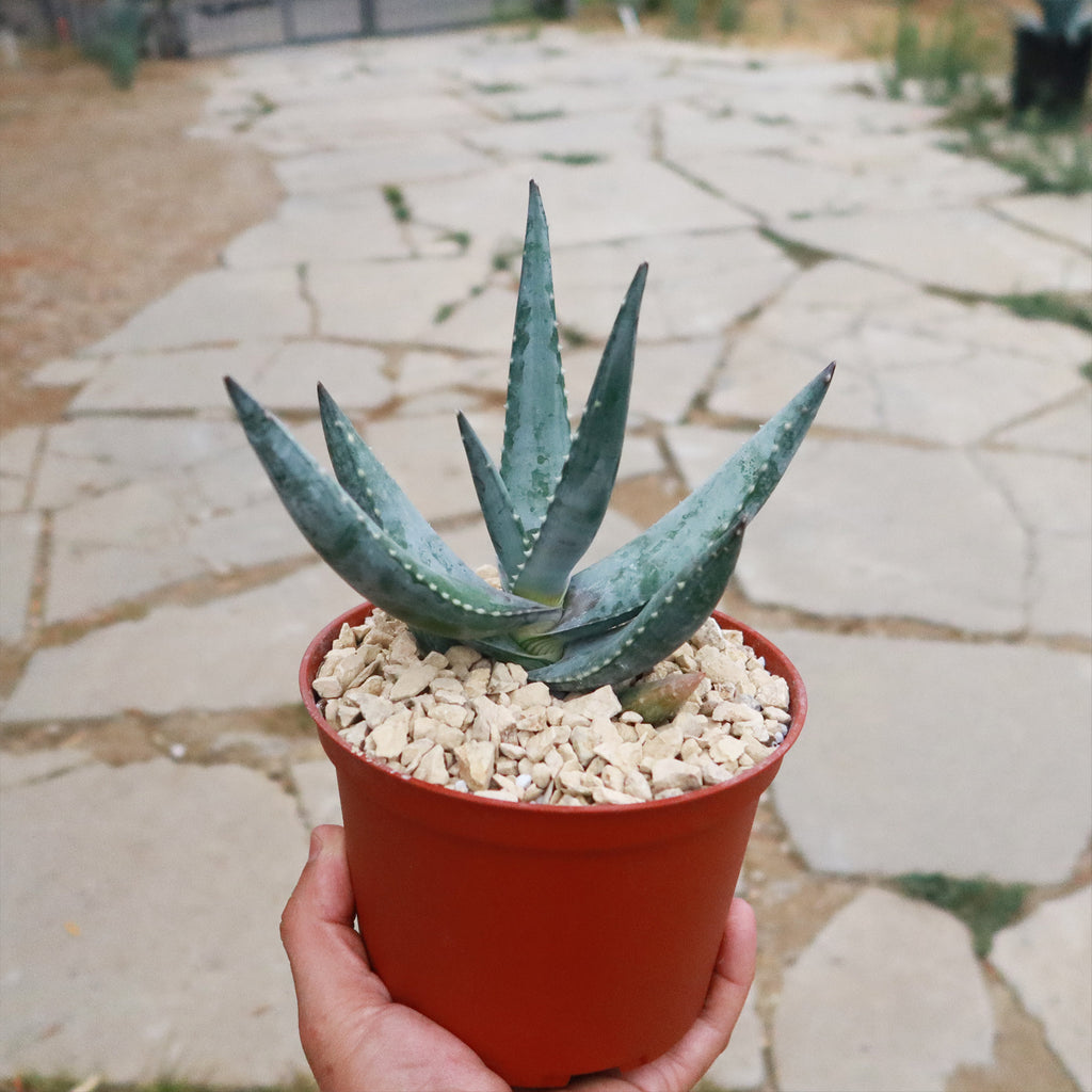 Aloe Meyeri