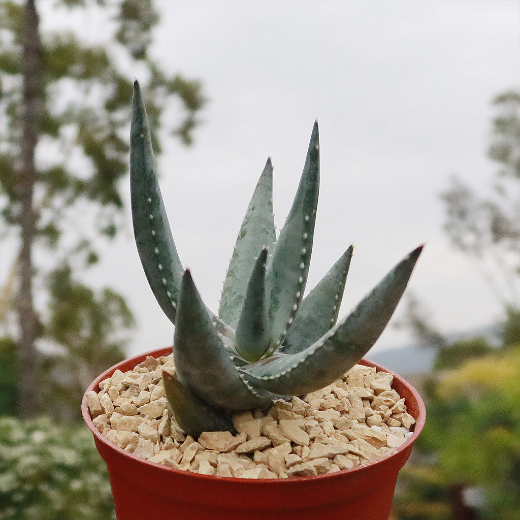 Aloe Meyeri