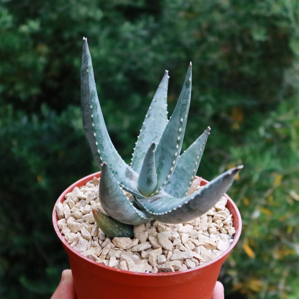 Aloe Meyeri