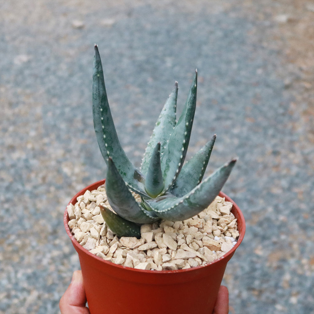 Aloe Meyeri