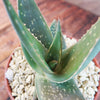 Aloe paradisicum &