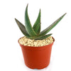Aloe paradisicum &