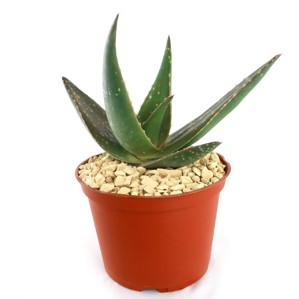 Aloe paradisicum &