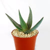 Aloe paradisicum &