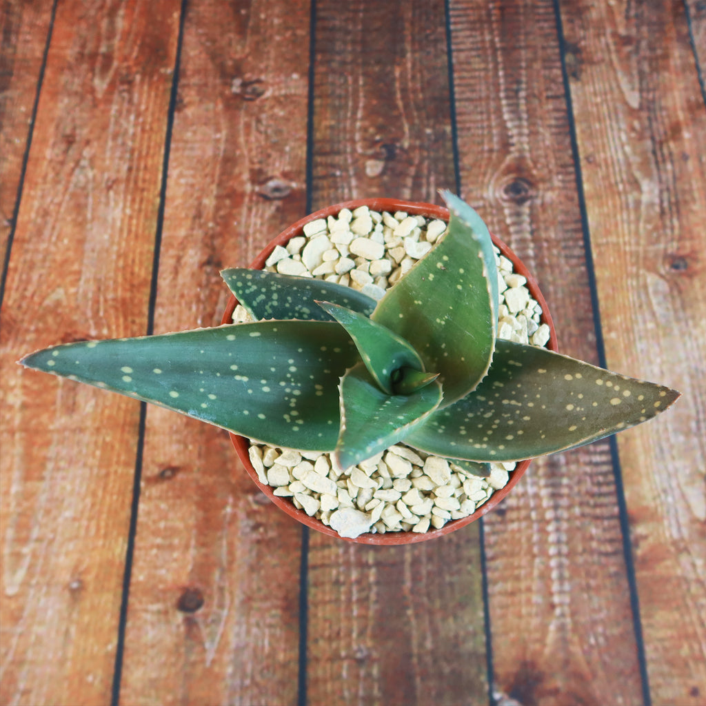 Aloe paradisicum &