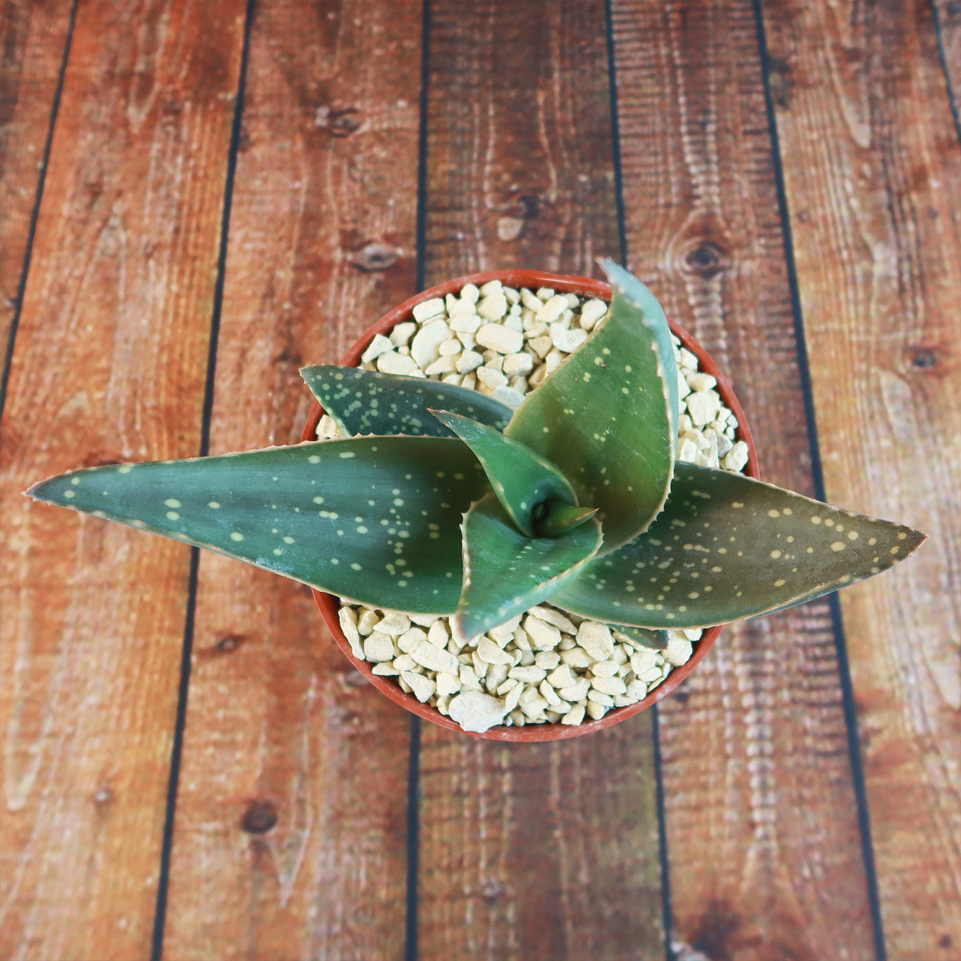 Shop 'Aloe Jurassic Dino' – Care and Growing Guide
